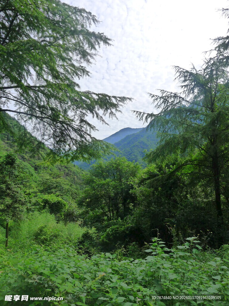 山林绿意盎然的自然景致