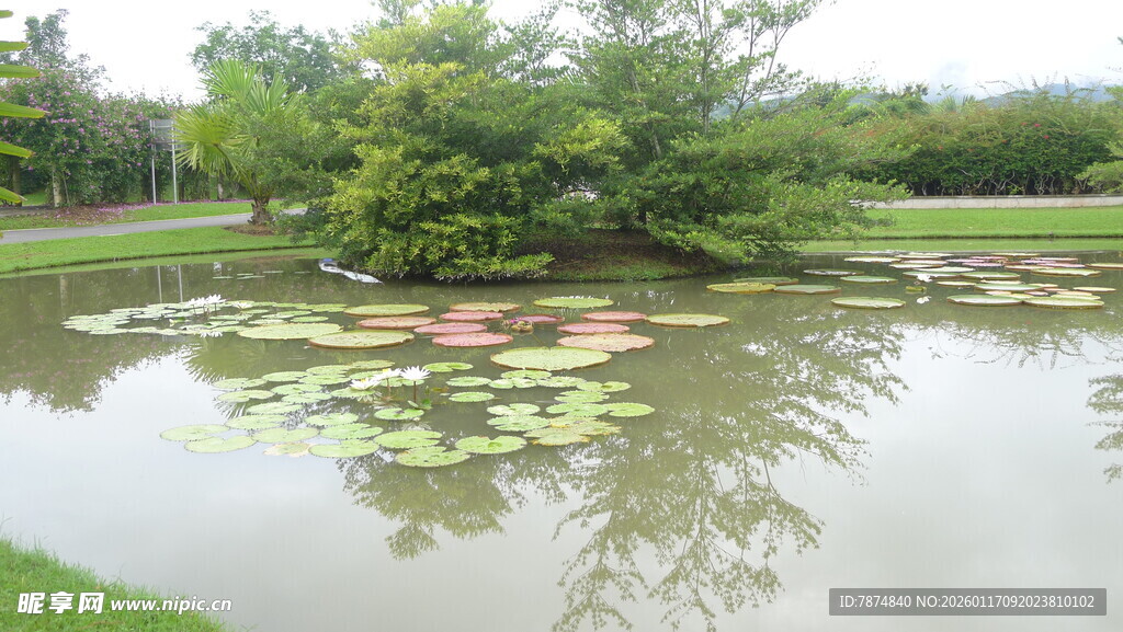宁静池塘中的水生植物景观