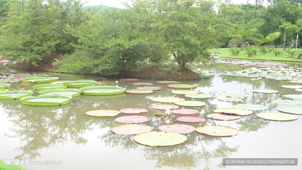 池塘睡莲景观