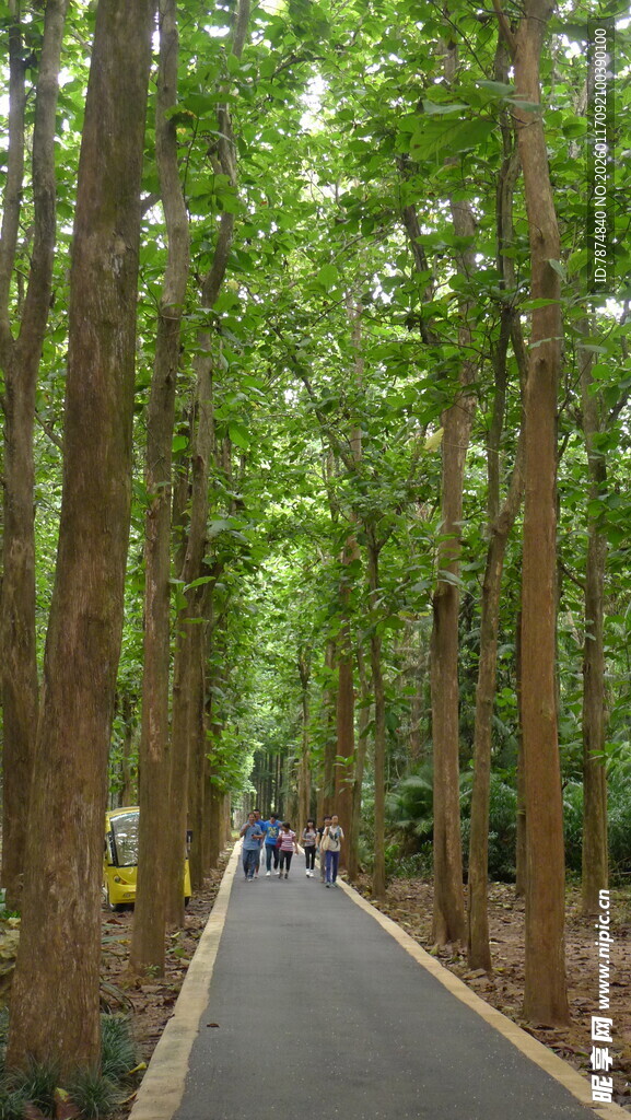 林间漫步道 绿意盎然