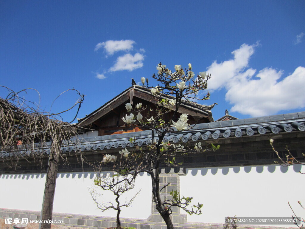 中式古建筑旁绽放的白花