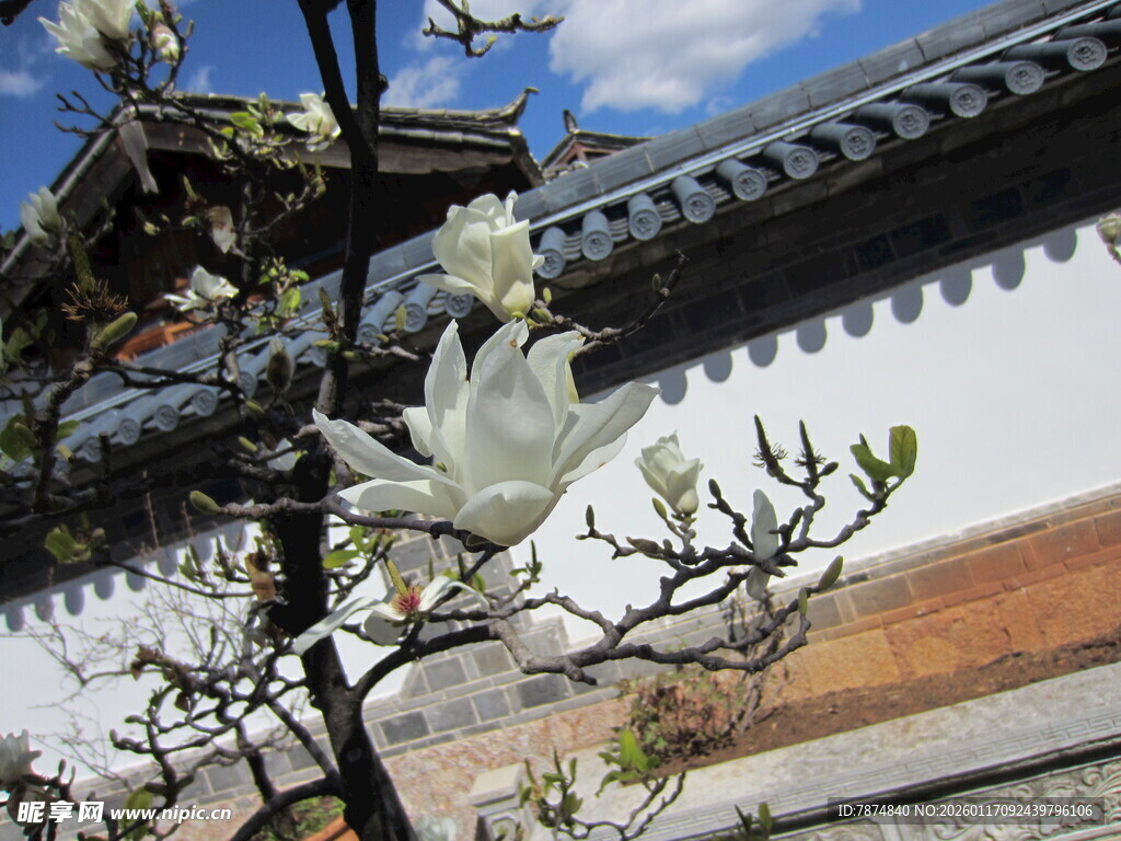 古建旁绽放的玉兰花