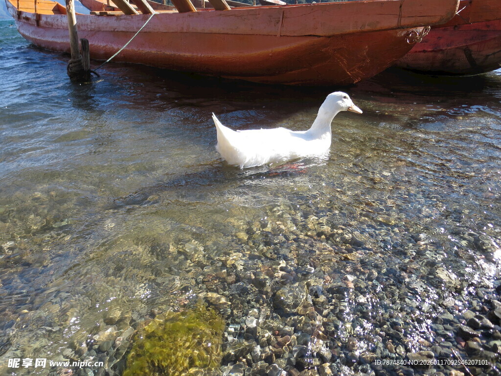 水中白鸭与岸边船只