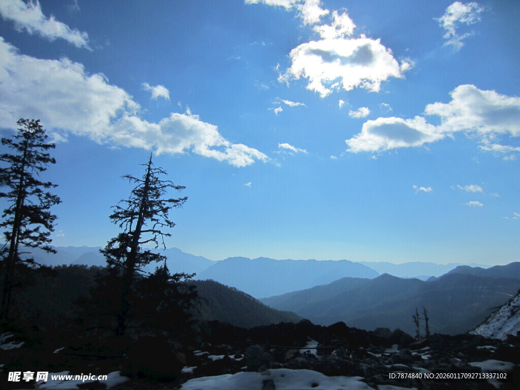 高山蓝天雪景中的挺拔树木