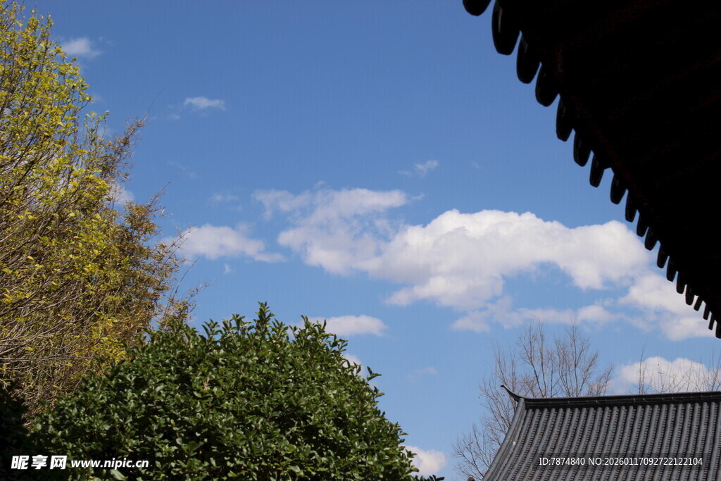 屋顶视角下的蓝天绿树