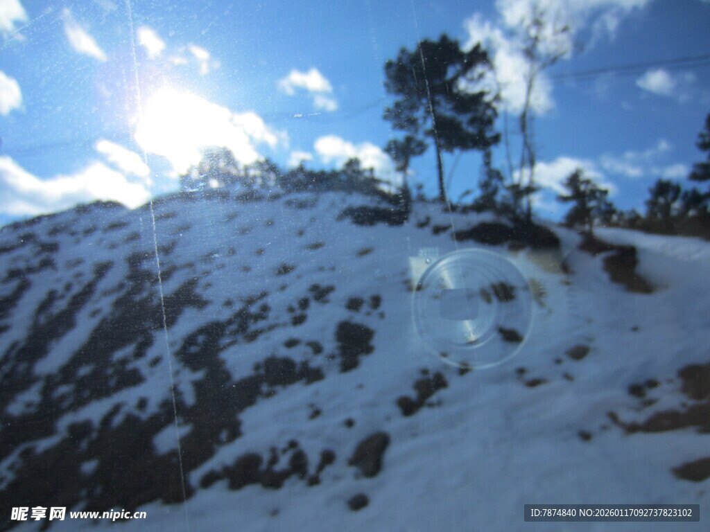 雪覆山坡上的挺拔树木