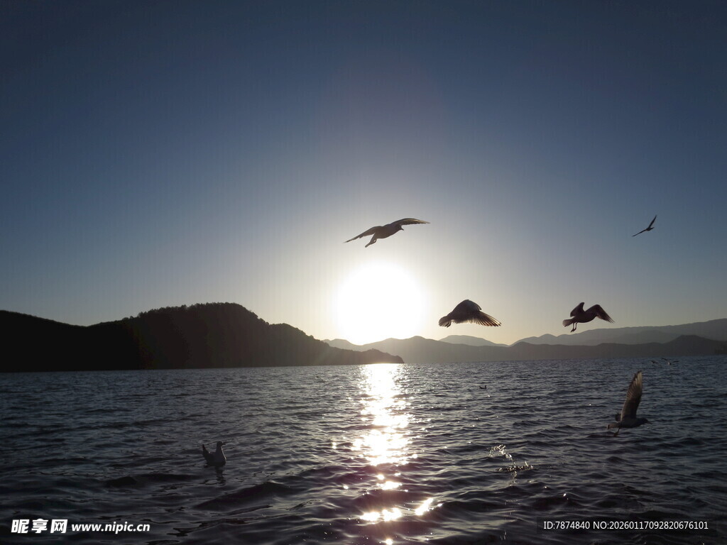 夕阳下海面飞鸟美景