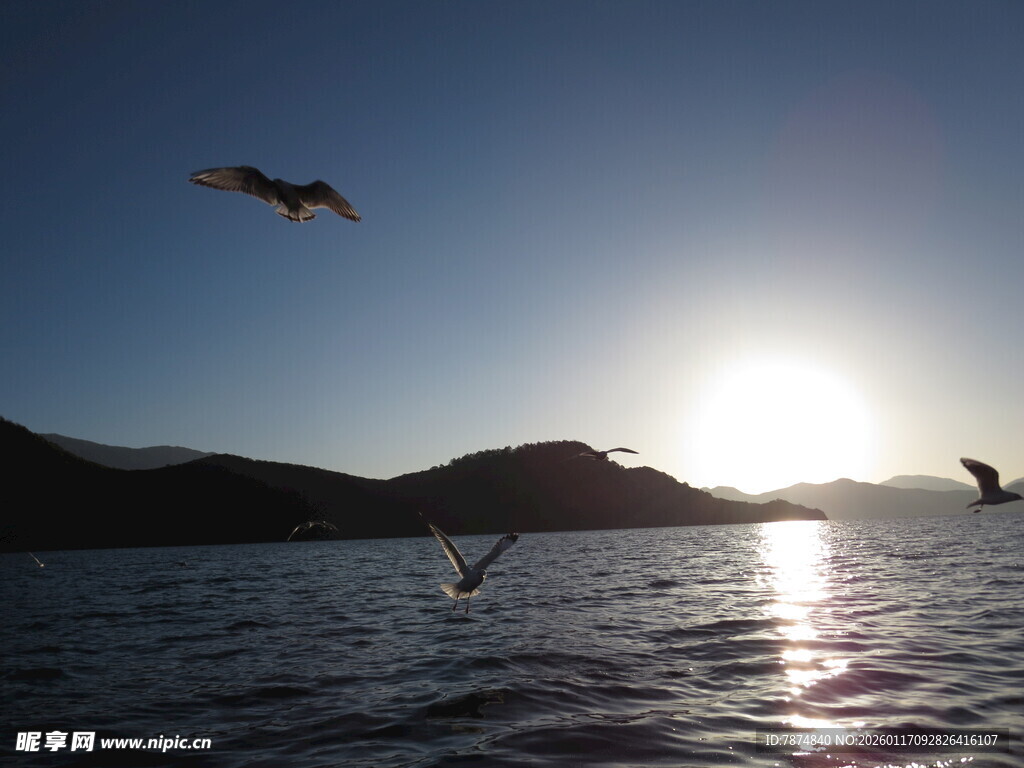 夕阳下海面飞翔的海鸥