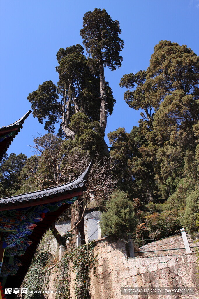 古树下的中式建筑景观