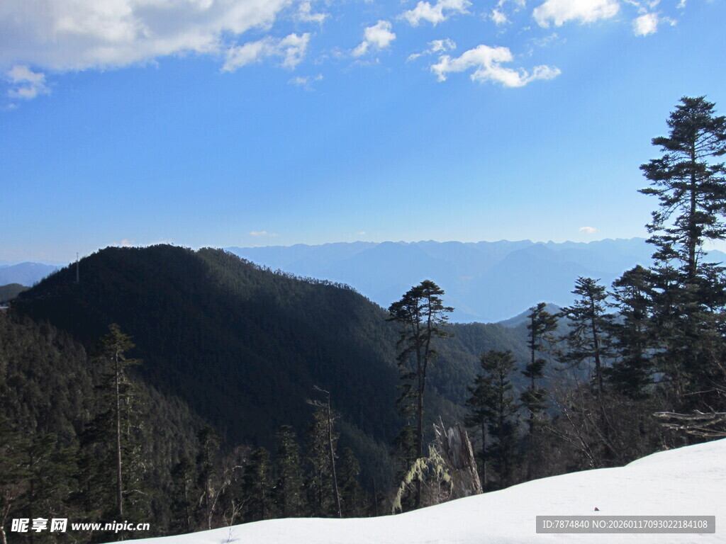雪山松林间的壮阔景致