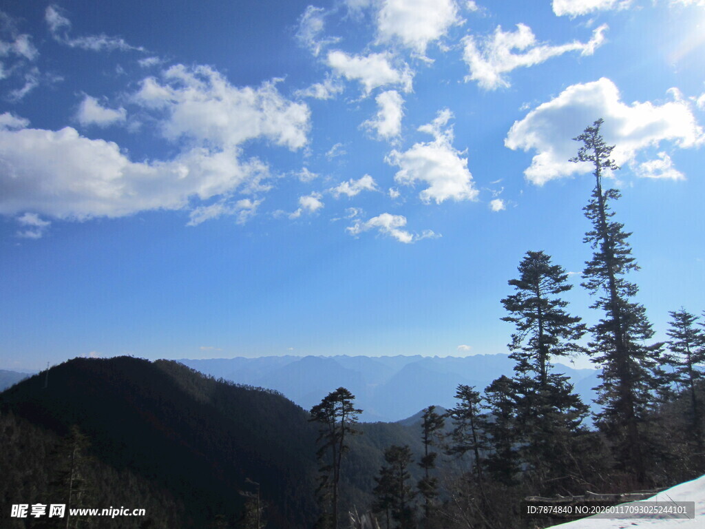雪山松林间的晴朗天空