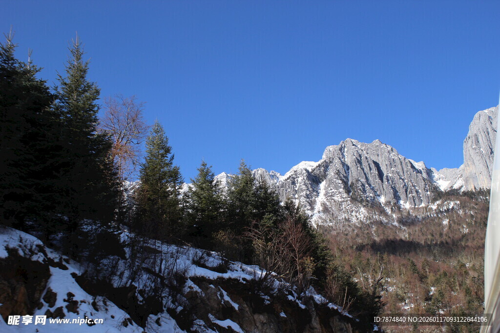 雪山松林美景