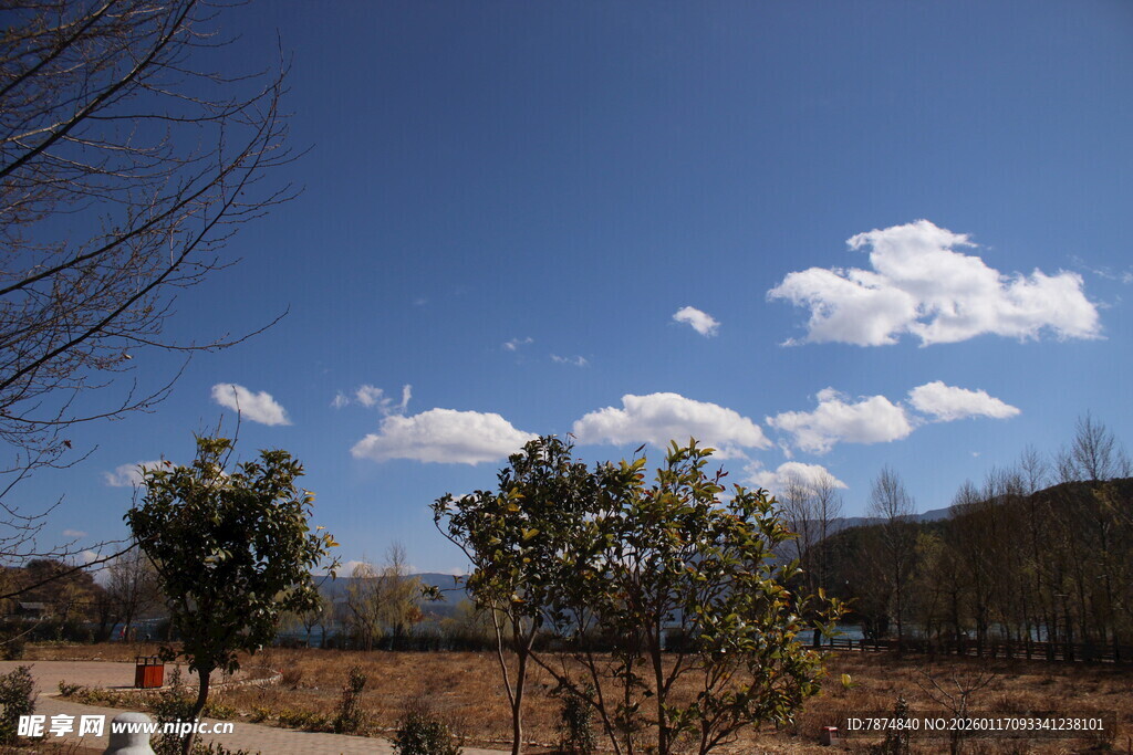 蓝天绿树风景图