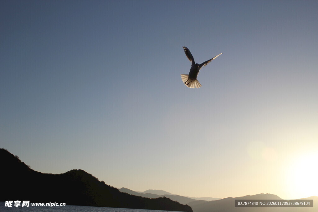 夕阳下飞鸟翱翔天际