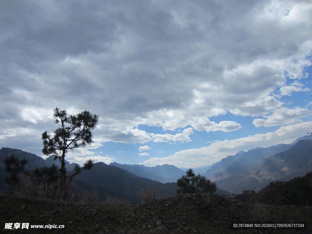 山间云景 树木挺立