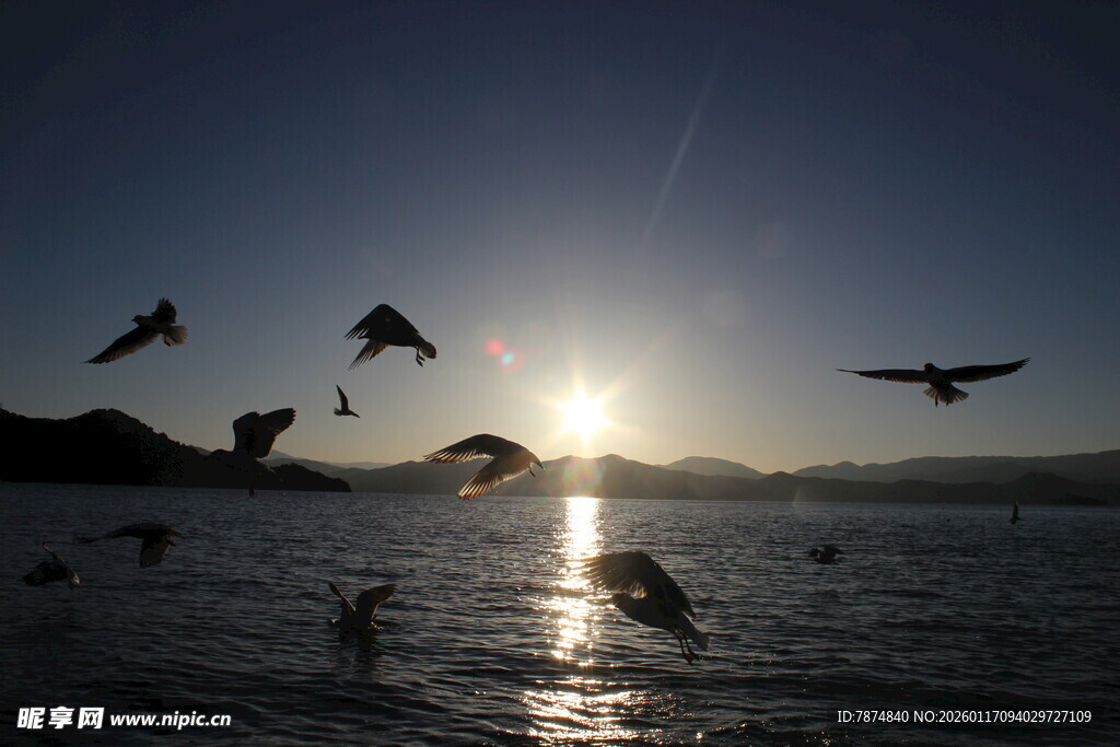 夕阳下飞鸟掠过海面