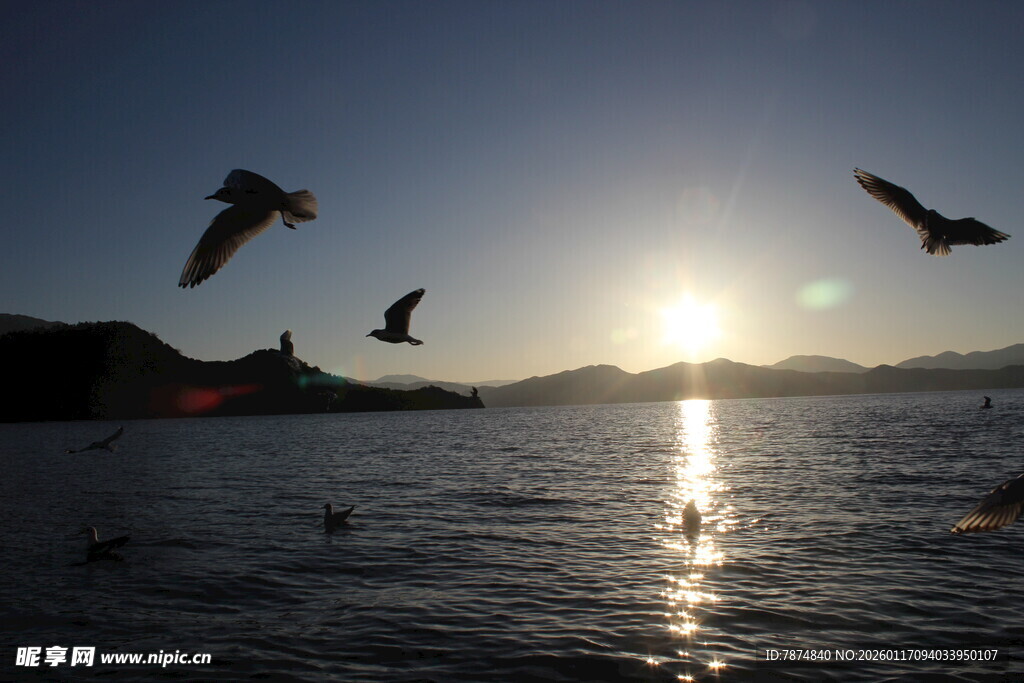夕阳下飞鸟翔于海面