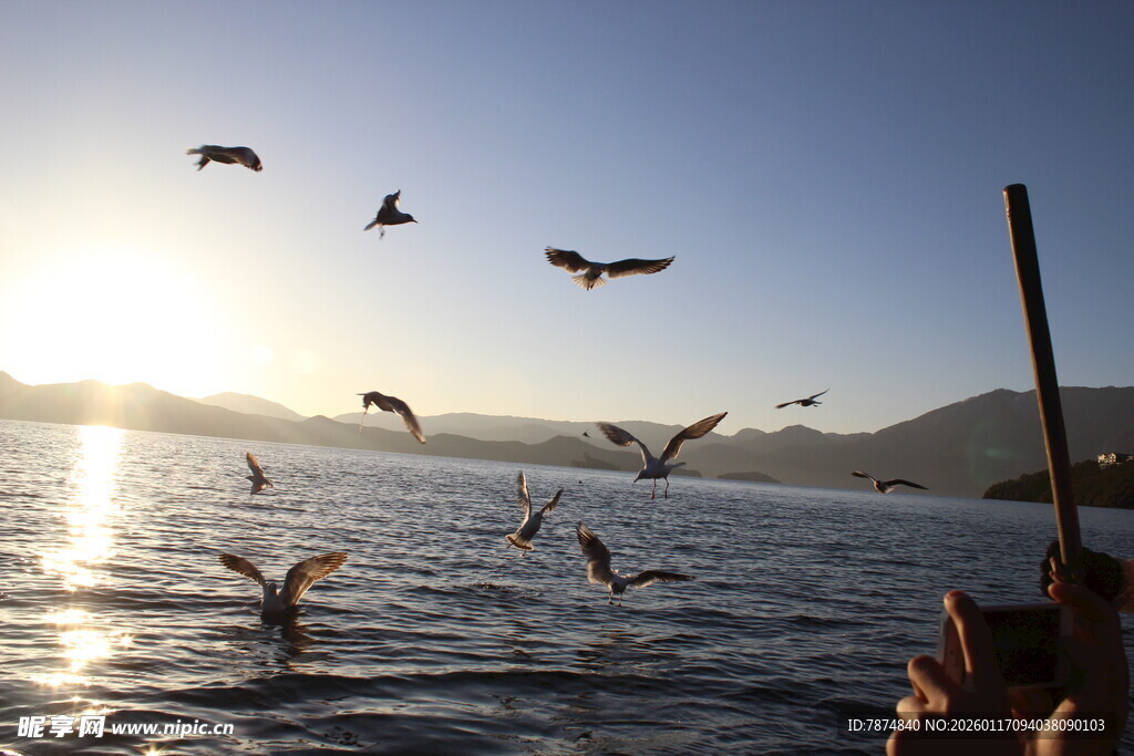 夕阳下海面飞鸟灵动景象