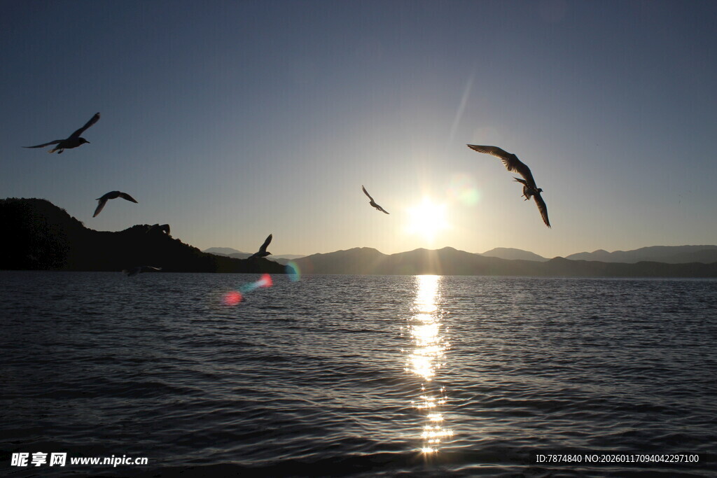 夕阳下海面飞鸟美景