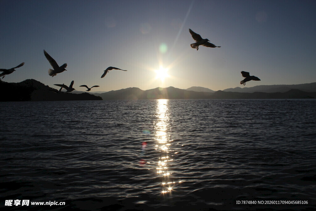 夕阳下飞鸟掠过平静水面