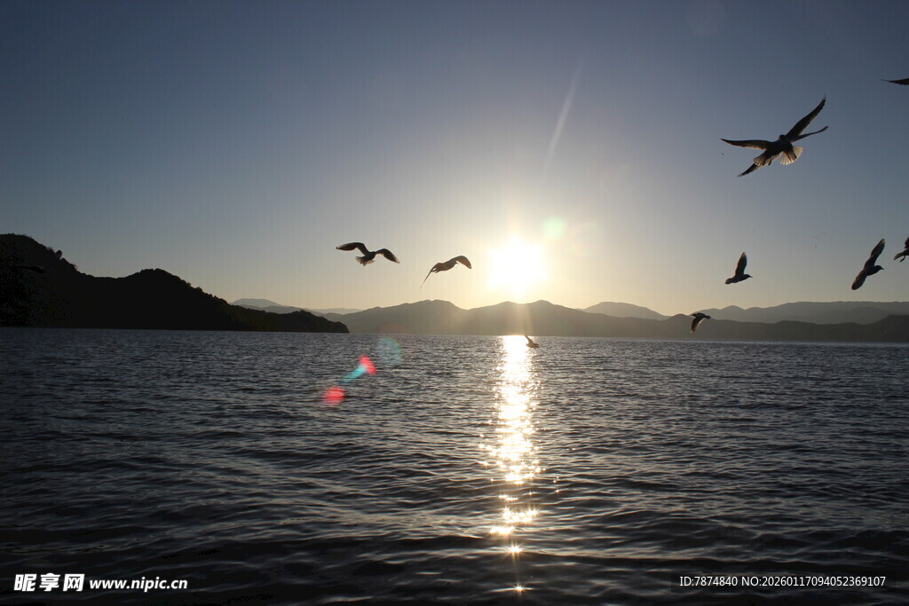 夕阳下飞鸟掠过波光海面
