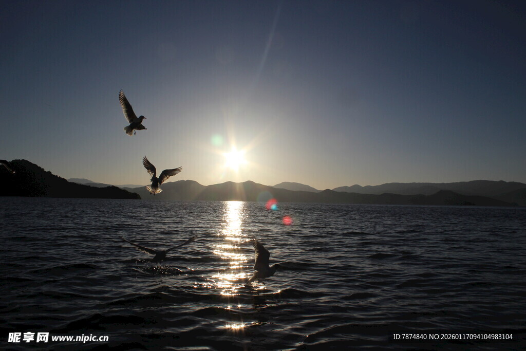 夕阳下海面飞鸟美景