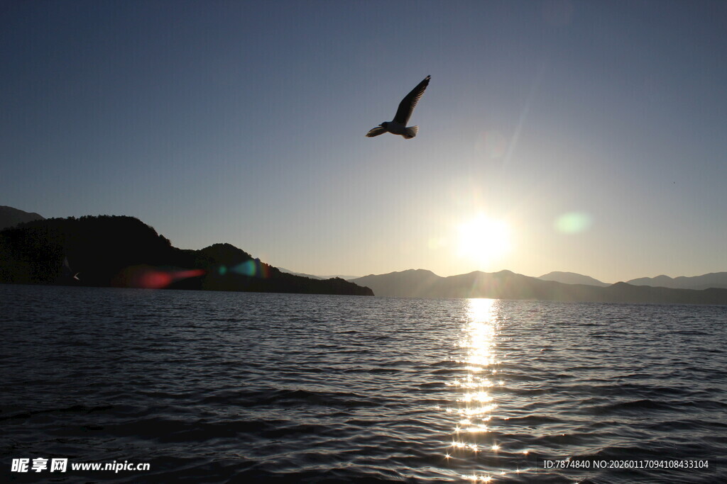 夕阳下飞鸟掠过平静海面