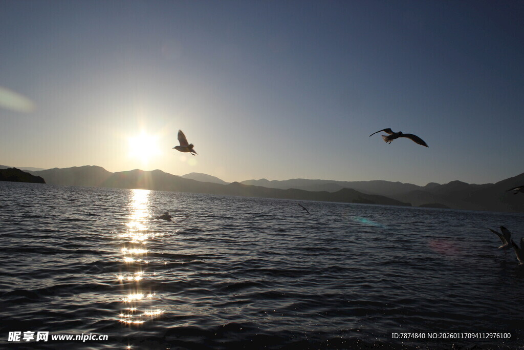 夕阳下飞鸟掠过波光水面