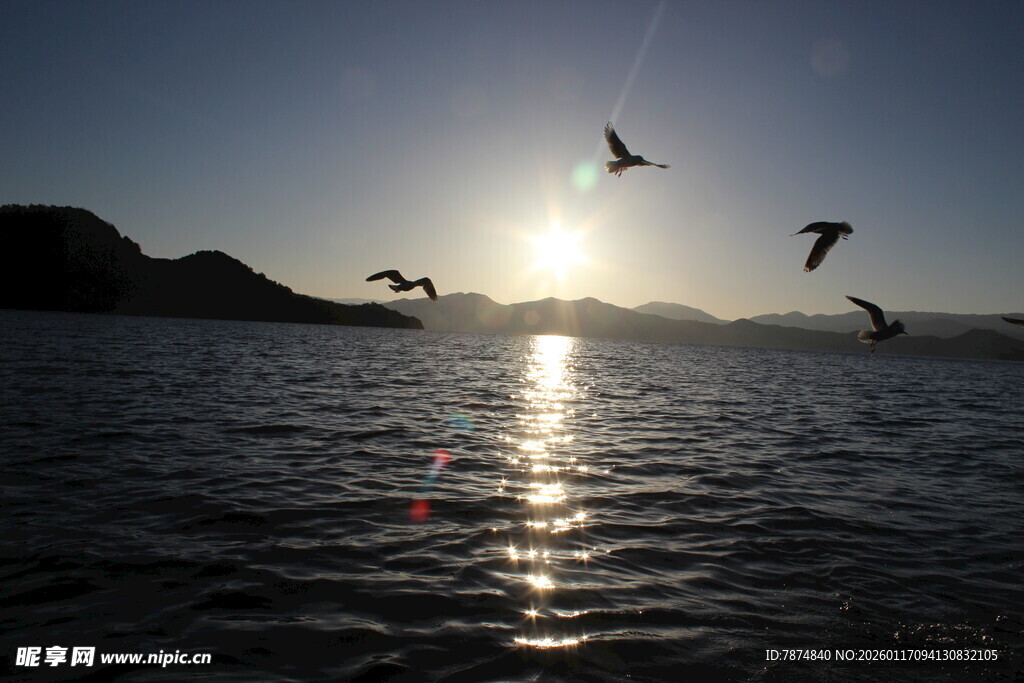 夕阳下飞鸟掠过波光水面