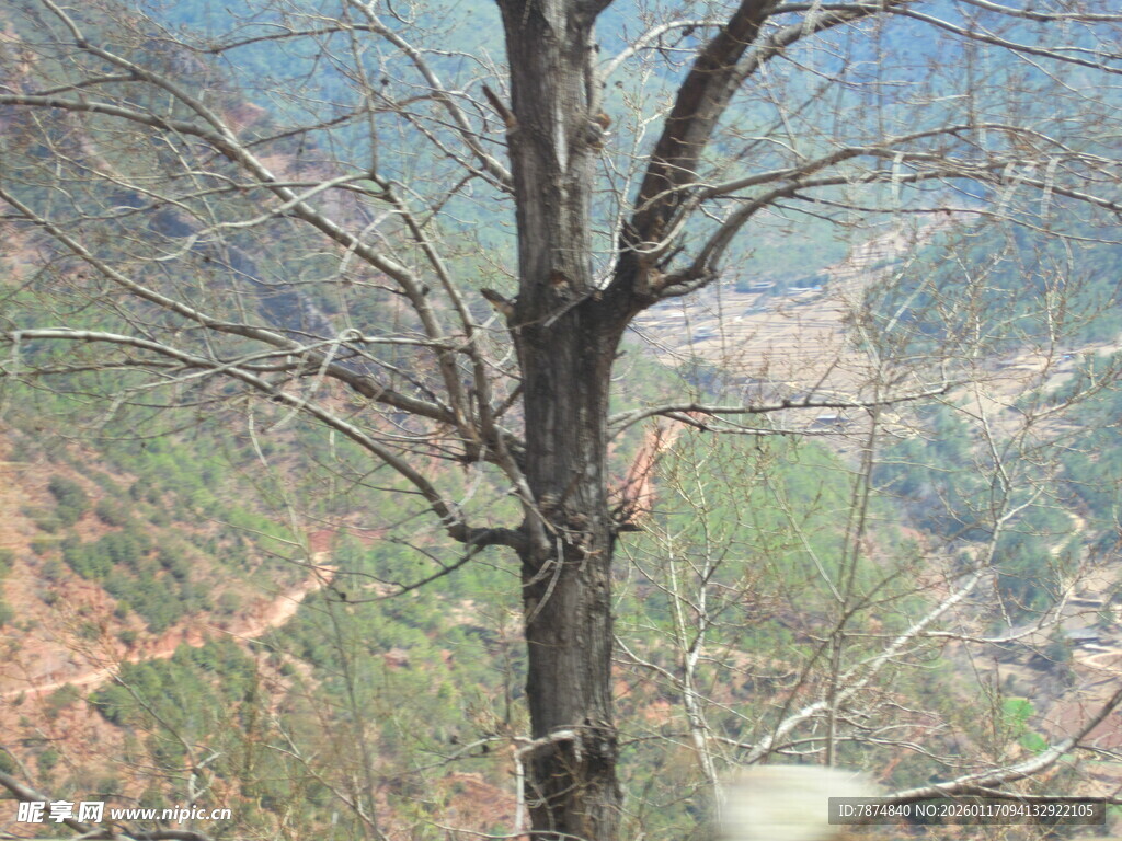 山间枯树立于秀丽景致中