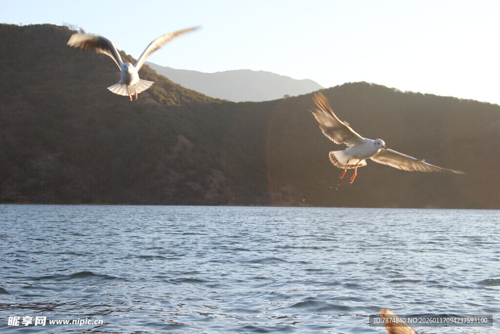 湖畔飞鸟 自然灵动之景