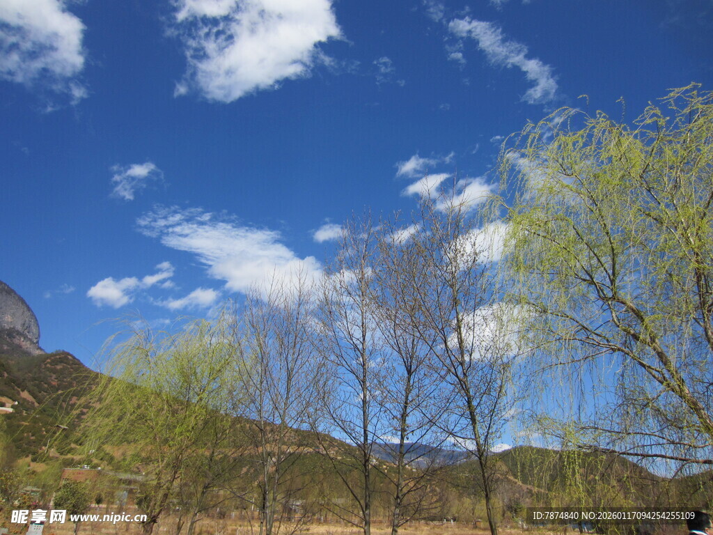 春日山野树木蓝天美景