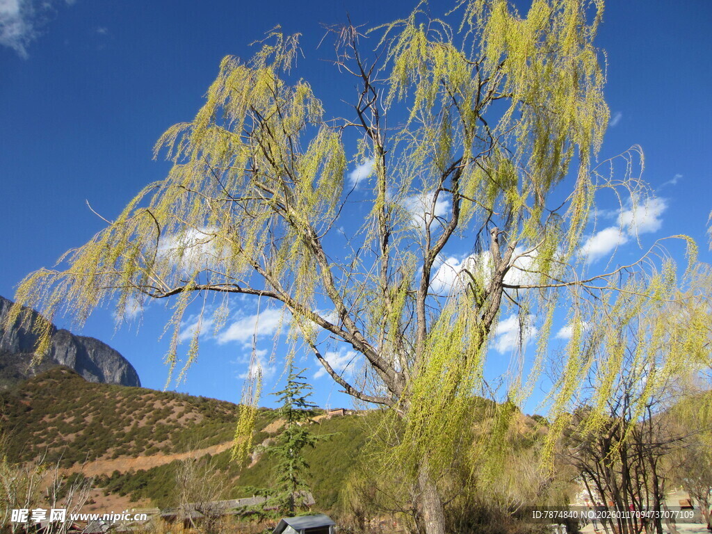 蓝天垂柳美景