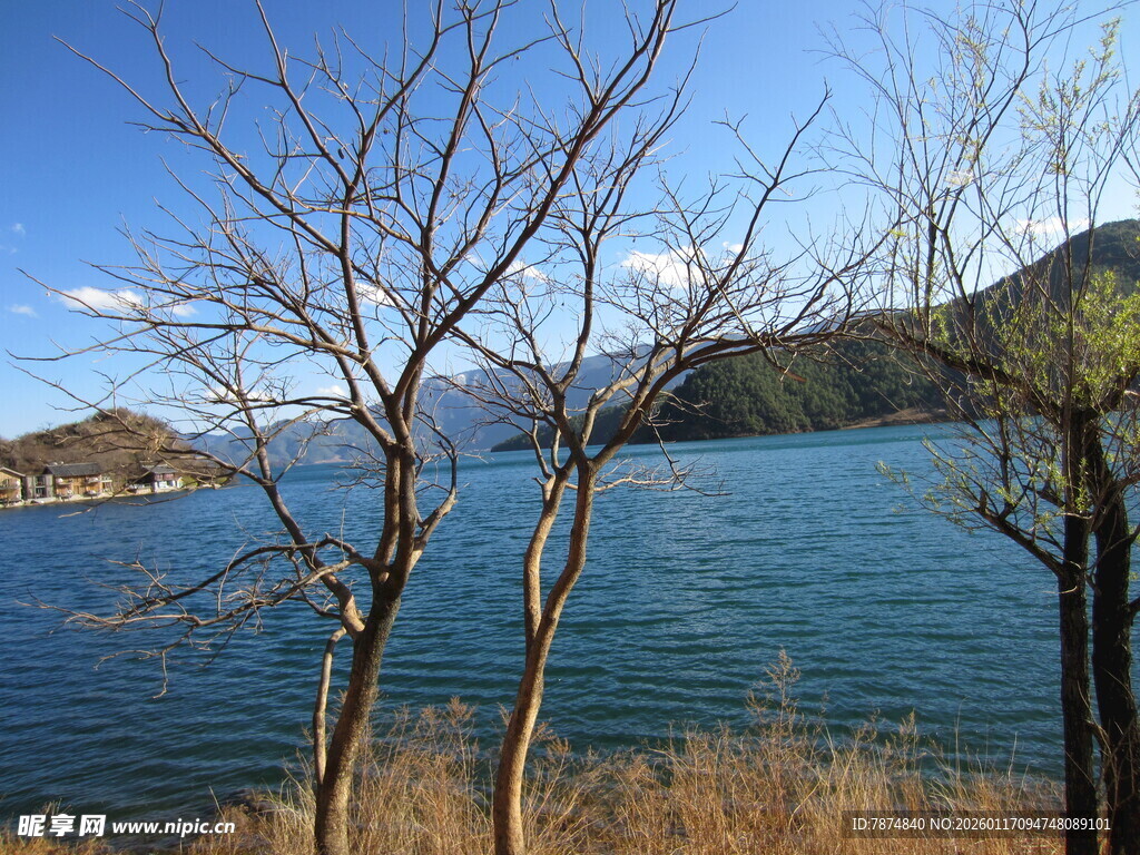 湖畔枯树与湛蓝湖水美景