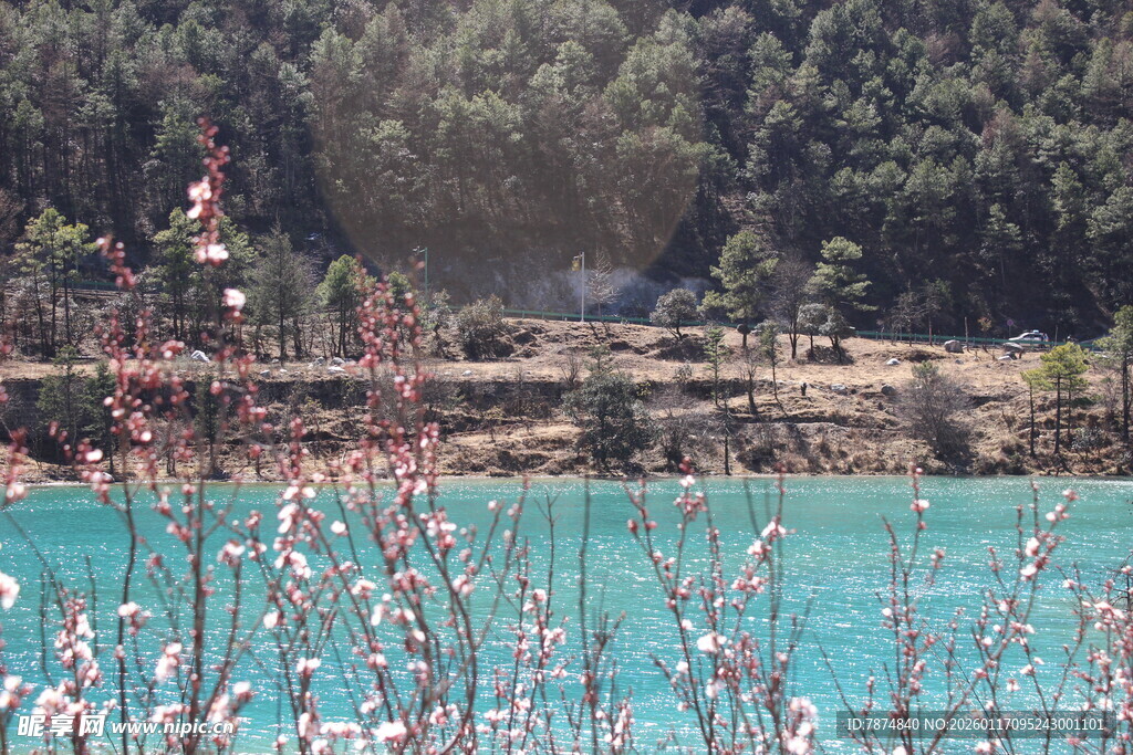 湖畔粉花映蓝绿水景