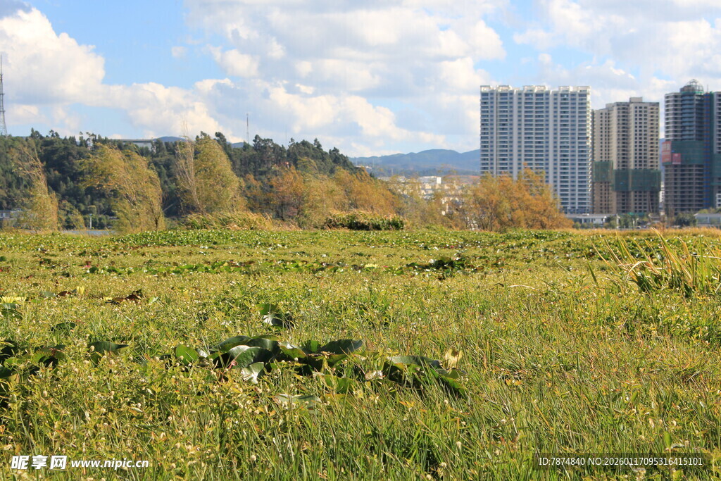 城郊绿地与远处高楼景观
