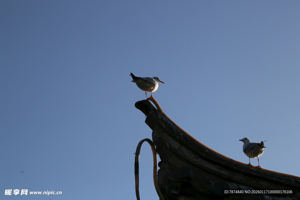 屋顶上的两只小鸟