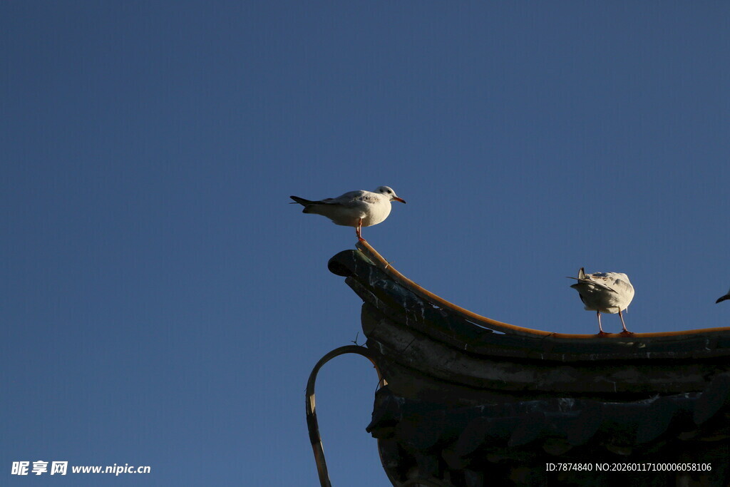 屋顶上的两只海鸥