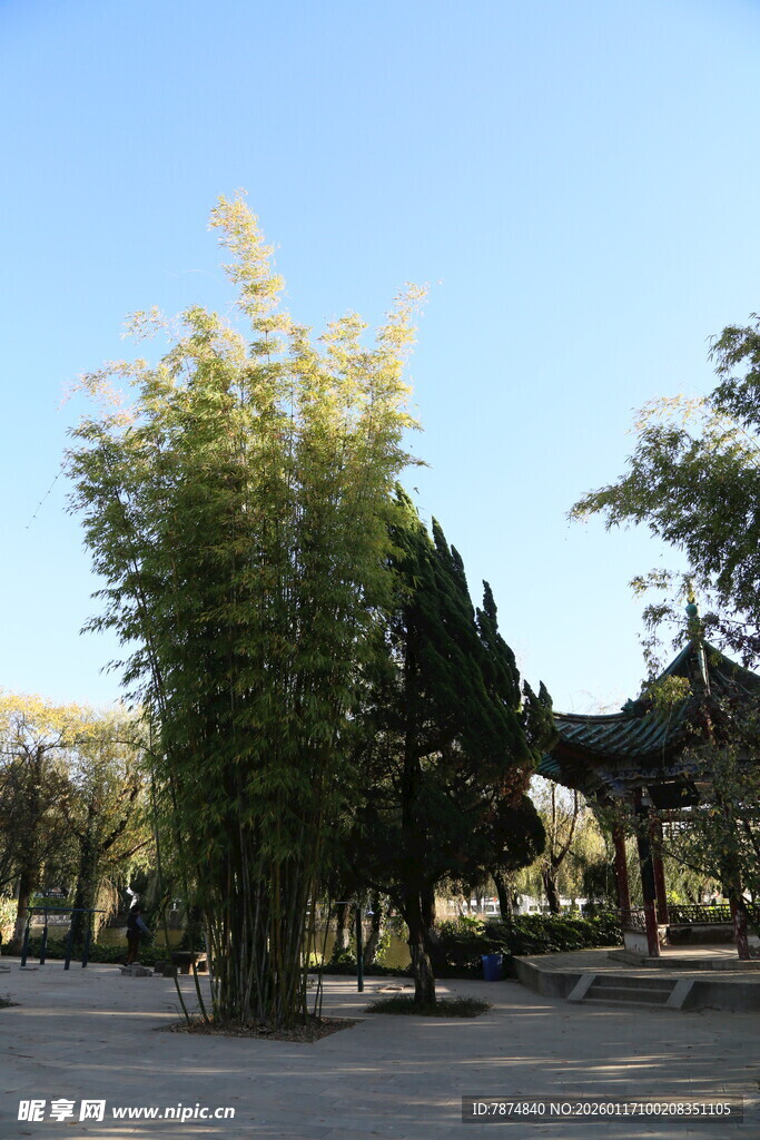 公园内挺拔茂盛的竹林景观