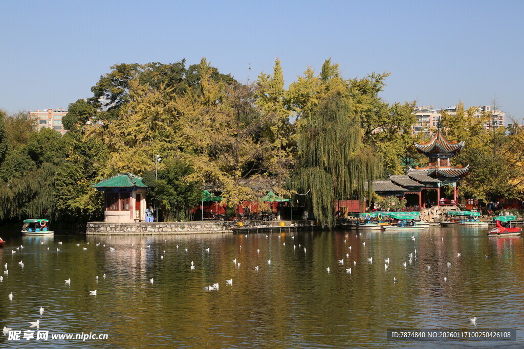 湖畔美景 白鹭嬉戏