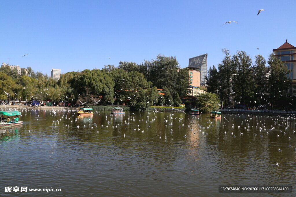 湖畔游船景 飞鸟伴绿树