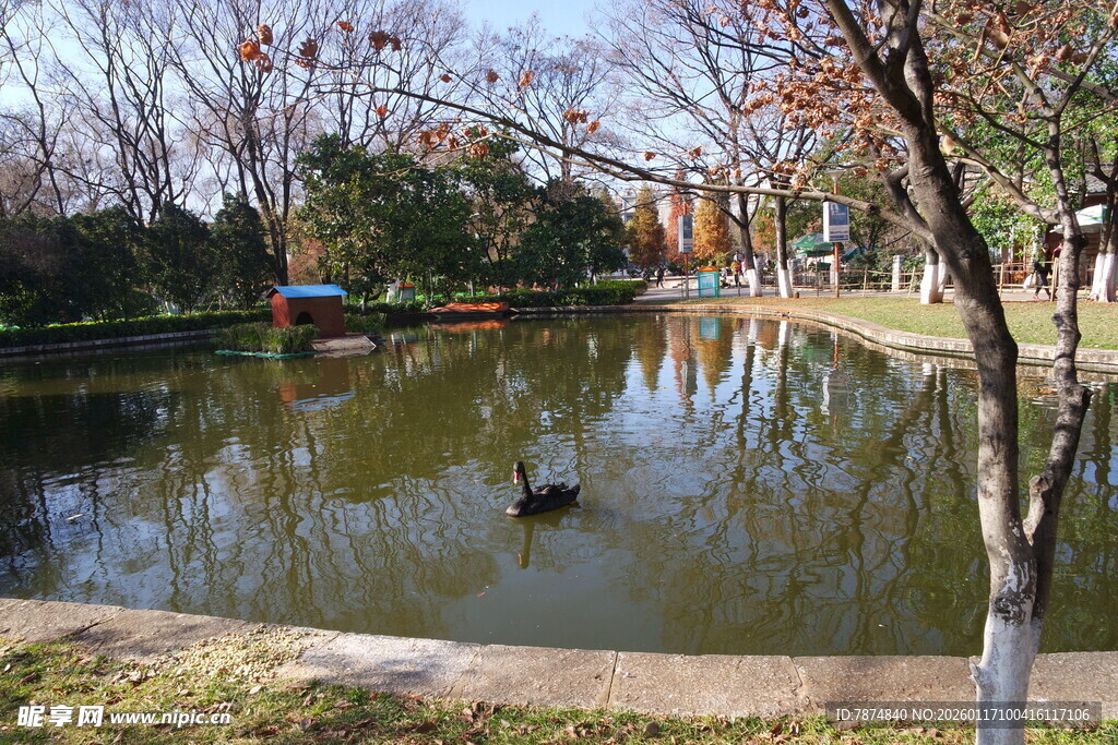 湖畔秋景 鸭子悠游