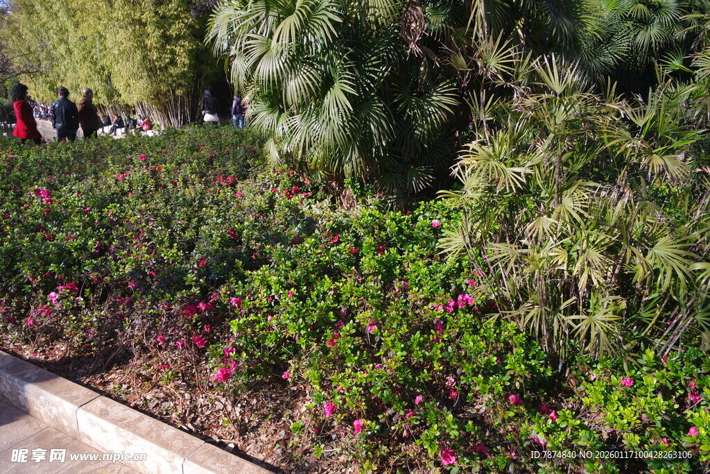 路边多彩花卉绿植景观