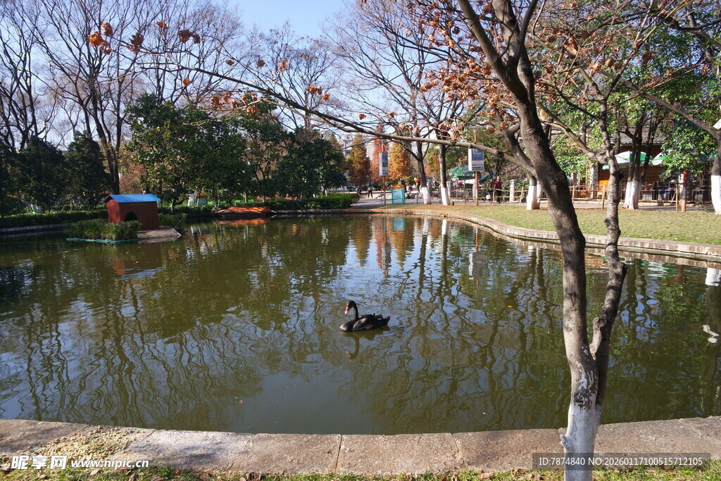 冬日公园静谧池塘景色