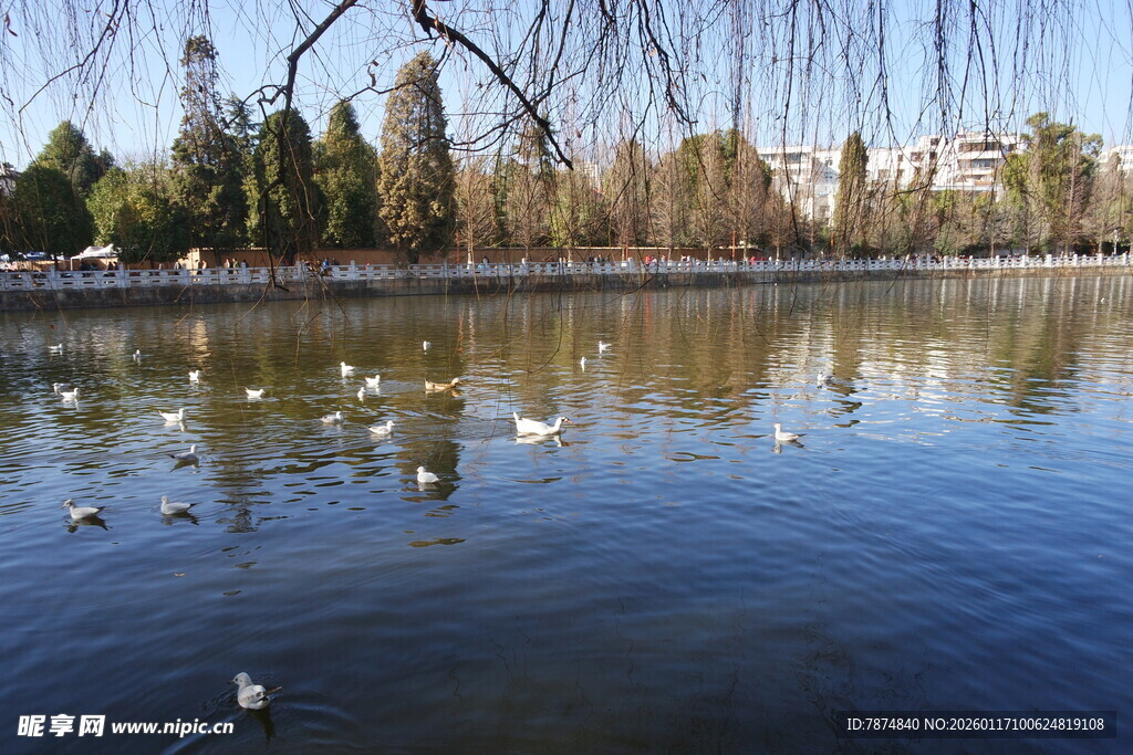 湖畔飞鸟 宁静自然景致