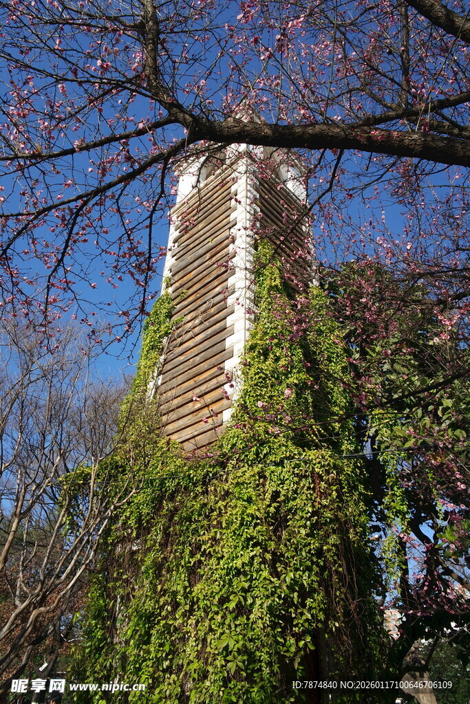 爬满藤蔓的古老建筑