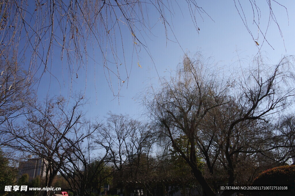 蓝天枯枝的萧瑟景象