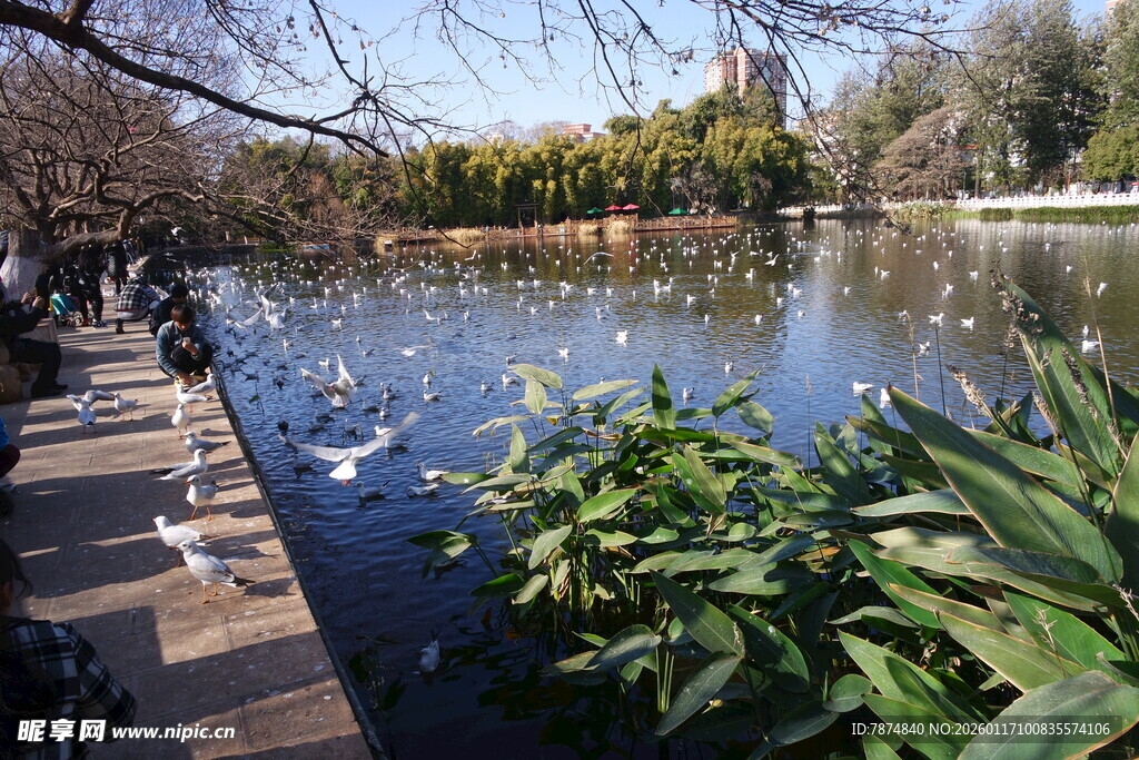 湖畔美景 绿植与游禽相伴