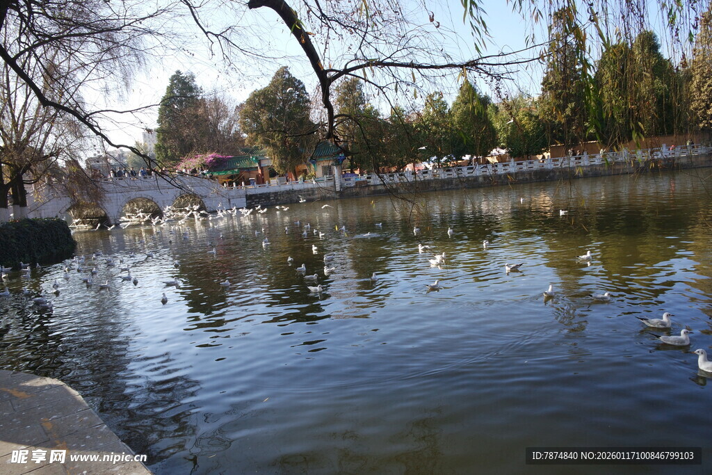 湖畔春光 鸭子悠游赏景
