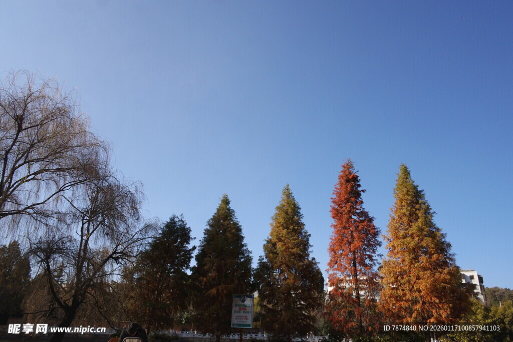 秋日多彩树木景观